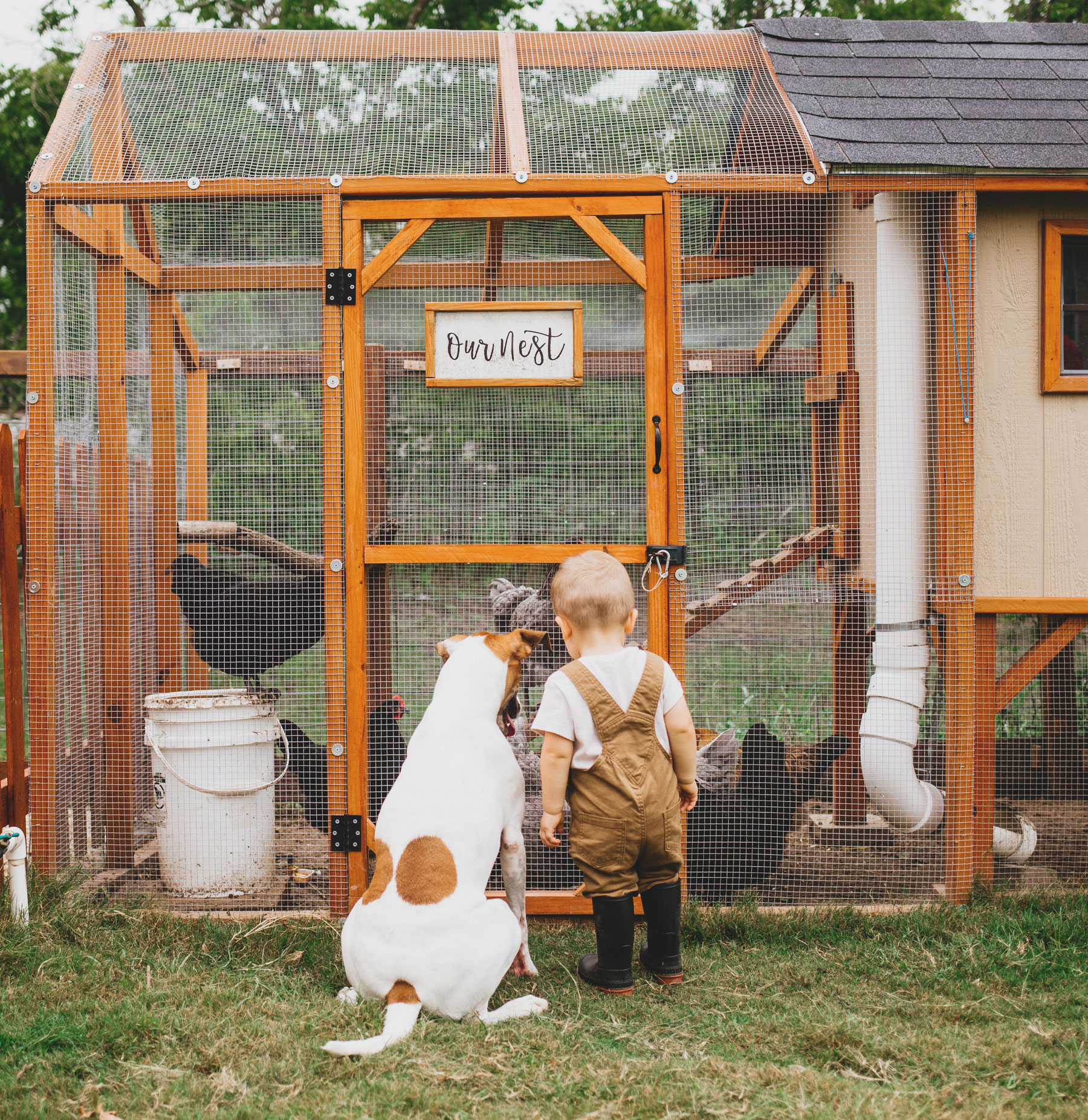 toddler boy and dog looking at chickens in pen